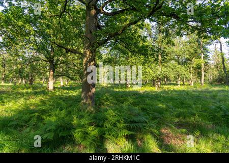 The Diersfordter Wald, north of Wesel, nature park with oak and beech forests, glacial sand dunes, heathland, moorland, NRW, Germany Stock Photo