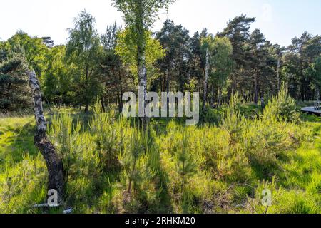 The Diersfordter Wald, north of Wesel, nature park with oak and beech forests, glacial sand dunes, heathland, moorland, NRW, Germany Stock Photo