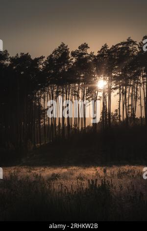 Sun rays breaking through the trees in the forest during sunset Stock Photo