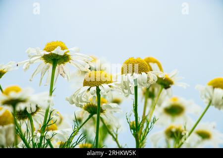 Bottom view of white daisies in garden. Chamomile flowers against blue ...