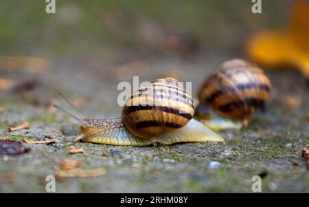 Two large snails crawls on a gray stone, close-up. Stock Photo