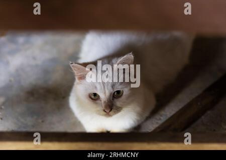 A white cat lies under the table and looks at the camera. Stock Photo