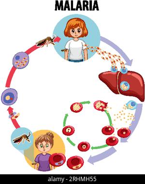 Learn about the life cycle of malaria through a vector cartoon illustration Stock Vector