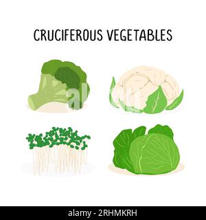 Cruciferous vegetables vector flat illustration set, isolated on white background Stock Vector