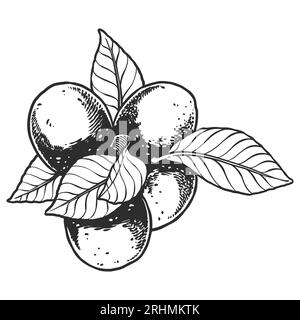 Hand drawn essential oil plants drawing of lemon or citrus lemon isolated on white background. Stock Vector