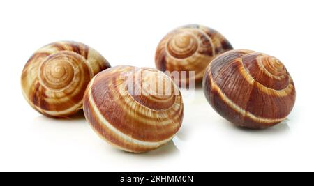 escargot snail isolated on white background, top view Stock Photo