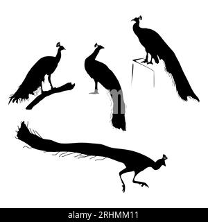 Four peacock silhouette set isolated on white background. Stock Vector