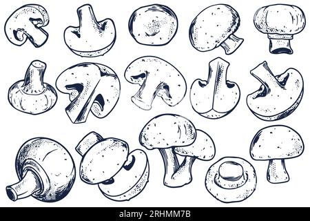 Hand drawn set of champignons mushroom isolated on white background. Stock Vector