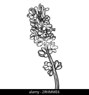 Hand drawn essential oil plants drawing of lavender or lavandula angustifolia isolated on white background. Stock Vector