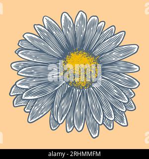Hand drawn flower botanical drawing of chamomile isolated on bright background. Stock Vector