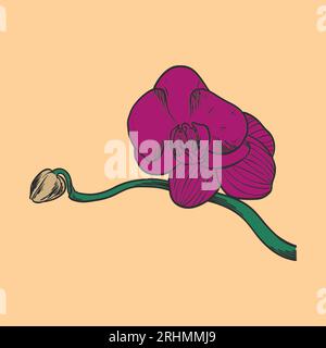Hand drawn flower botanical drawing of orchid isolated on bright background. Stock Vector