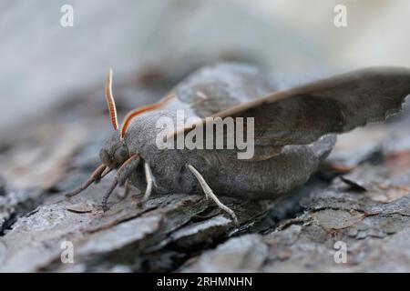 Natural closeup ona large Poplar Hawk-moth , Laothoe populi sitting on wood , looking into the camera Stock Photo