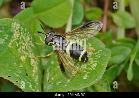 Natural closeup on a colorful Two-banded Spearhorn hoverfly, bicinctum sitting on a green leaf Stock Photo