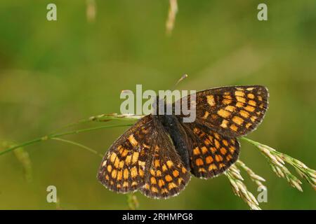 Natural closeup on a Heath Fritillary butterfly , Melitaea athalia, with open wings on a grass straw Stock Photo