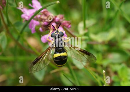 Natural closeup on a Two-banded Spearhorn, Chrysotoxum bicinctum feeding on a purple Thymus pulegioides flower Stock Photo