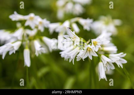 Allium triquetrum is a bulbous flowering plant in the genus Allium native to the Mediterranean basin. In English as three-cornered leek, in Australia Stock Photo