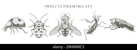 Set of insect, ladybug, fly, bee elements drawn by old style hand drawn. Vintage vector illustration. Isolated  image hand draw contour on a white bac Stock Vector