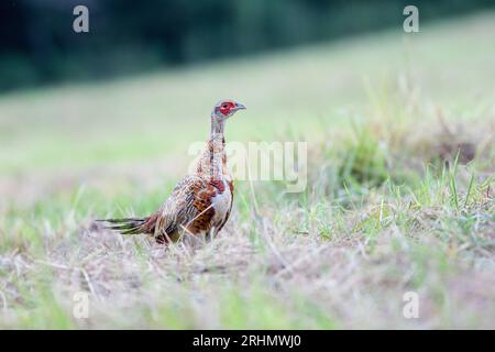 Juvenile male common pheasant (Phasianus colchicus) with incomplete plumage walking across the field Stock Photo