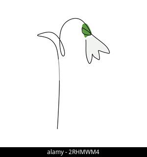 One continuous single line of Snowflake spring flower with green grey color isolated on white background. Stock Vector
