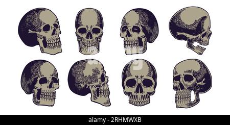 Set of hand drawn elements, eight human skulls with lower jaws drawn in minimalist and vintage style. Biology education. Isolated image on a white bac Stock Vector