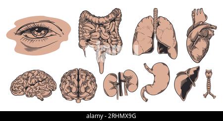 Set hand drawn of human anatomy. The study and structure of the internal organs of people and body parts. Education. Vector illustration. Isolated ima Stock Vector