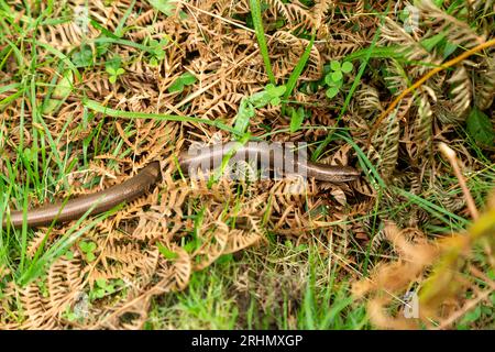 A copper coloured slow worm (Anguis fragilis) in brown ferns in Scotland Stock Photo