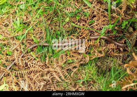 A copper coloured slow worm (Anguis fragilis) in brown ferns in Scotland Stock Photo