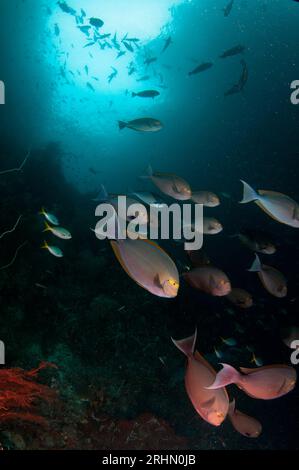 Yellowmask Surgeonfish, Acanthurus mata, school, Three Sisters dive site, Farondi Island, Raja Ampat, West Papua, Indonesia Stock Photo