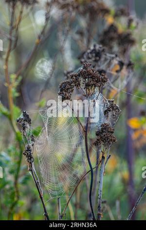 Orb-weaver spider's web covered in morning dew Stock Photo