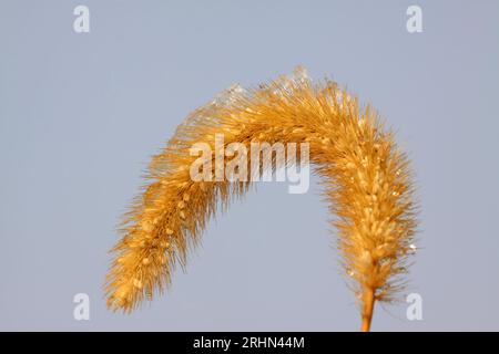 a kind of plant named setaria in the wild Stock Photo