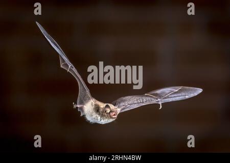 Rare Pond bat (Myotis dasycneme) echolocating while flying in front of brick wall on attic of church Stock Photo