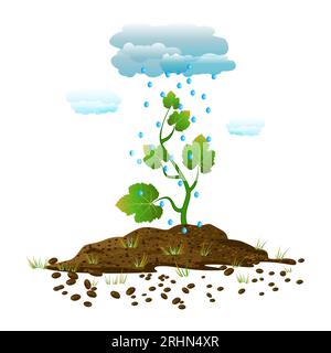 Rain drops falling on green sprout in soil.Clouds, rain, plant and soil pile.Rain drops and plant.Nature concept.Rain from cloud fall on tree seedling Stock Vector