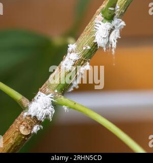 Mealy bugs on a rose stem and leaf. Cluster of mealy bugs (Icerya aegyptiaca ). on the underside of a rose leaf Photographed in Israel in June Stock Photo
