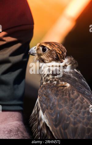 Falcon hawk bird sitting on falconers hand during show Stock Photo