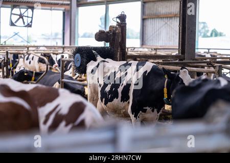 Ahaus, Germany. 16th Aug, 2023. INI Robots in the cow barn - farmers ...