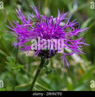 A Knapweed flower blooming in the summer sunshine Stock Photo
