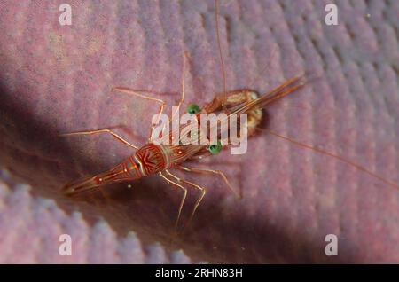 Dancing Shrimp, Rhynchocinetes durbanensis, on Elephant-ear Sponge, Ianthella basta, night dive, Wagmab dive site, Balbulol Island, Misool, Raja Ampat Stock Photo