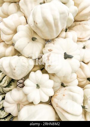 Pile of White Mini Pumpkins Stock Photo