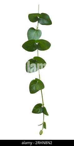 Green vine leaf isolated on white background Stock Photo