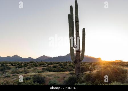 A saguaro cactus backlit by setting sun Stock Photo