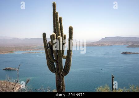 Saguaro cactus with many arms lake in background Stock Photo