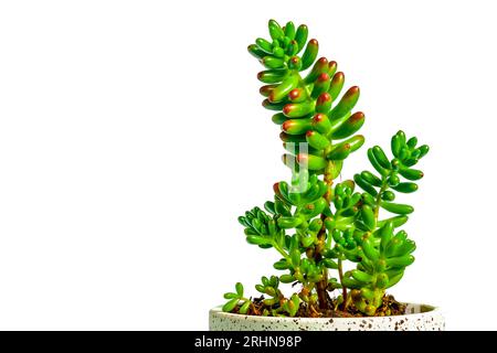 Succulent plant in its pot Stock Photo