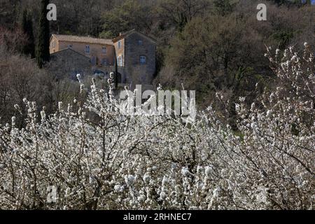 Cherry trees in bloom during April near Ménerbes, Provence-Alpes-Côte d'Azur, France Stock Photo