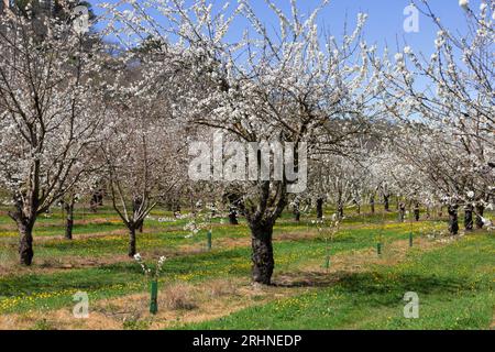 Cherry trees in bloom during April near M��nerbes, Provence-Alpes-C?te d'Azur, France Stock Photo