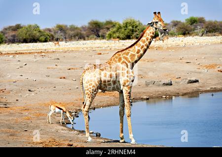 Namibia. Etosha National Park. Giraffe and black faced impala drinking at a waterhole Stock Photo