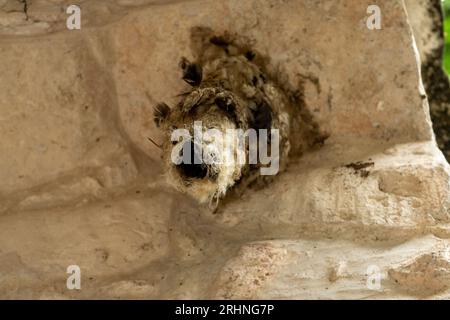 Nest of a Lesser Swallow-tailed Swift inside a room in the Mayan ruins in the Cahal Pech Archeological Reserve, Belize. Stock Photo