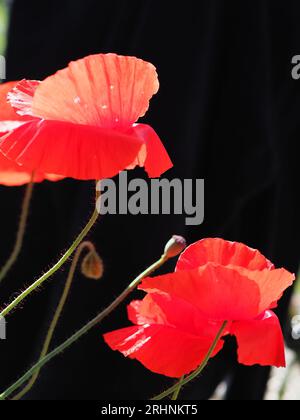 Red poppies against black background Stock Photo - Alamy
