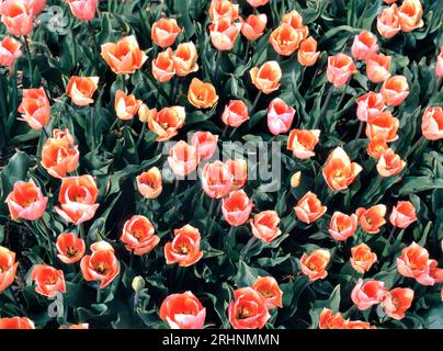 Red tulips seen from bird view in a dutch landscape in the Netherlands Stock Photo
