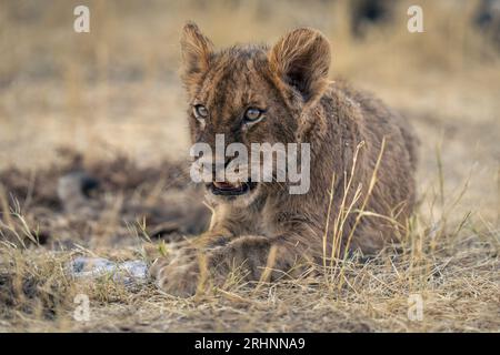 Lion cub lies in grass staring ahead Stock Photo