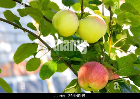A ripening crop of apples, three apples lurk in the shade of green foliage on a summer sunny day. Copy space. Stock Photo